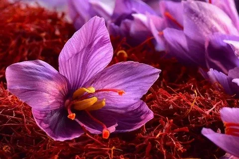 تصویر 4 از زعفران سحر خیز یک‌ مثقالی مناسب مصرف مداوم و روزمره